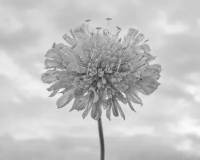 Field scabious flower head against a pale sky